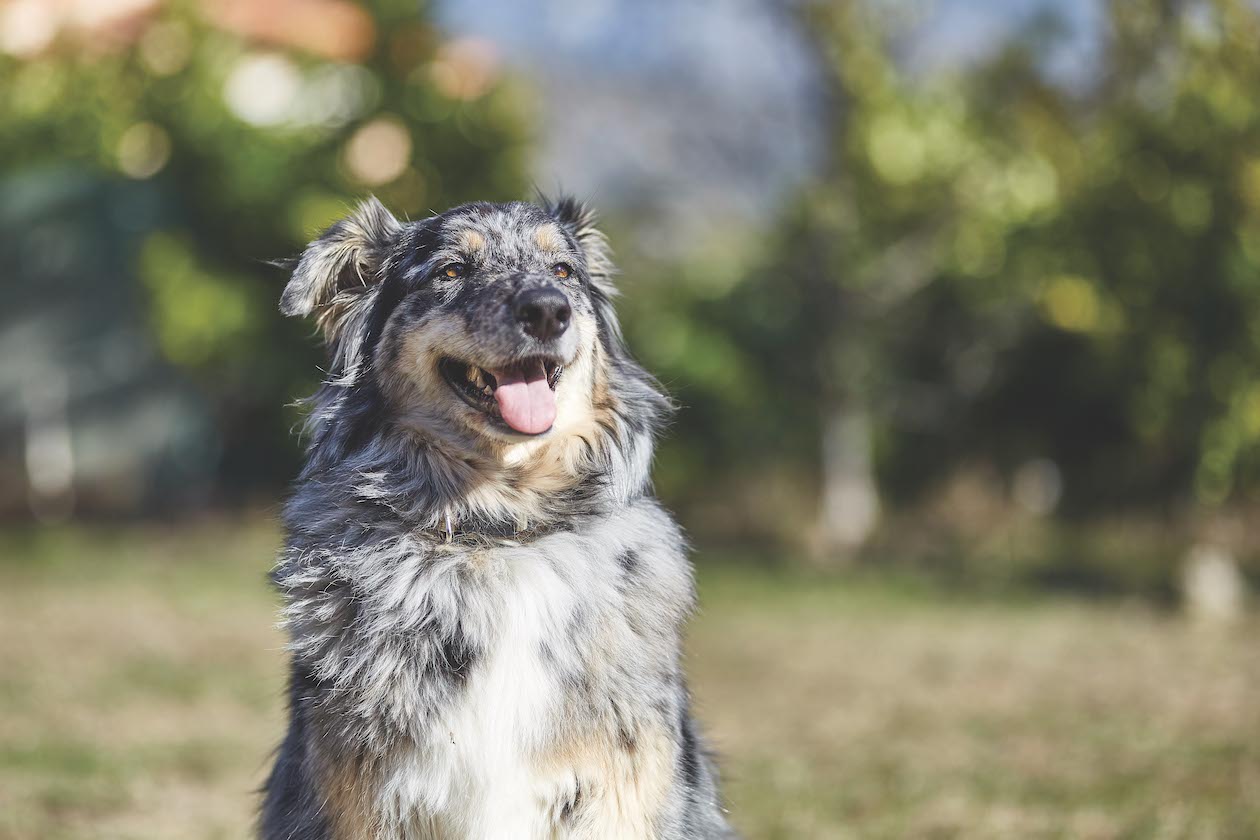 dog with tongue out