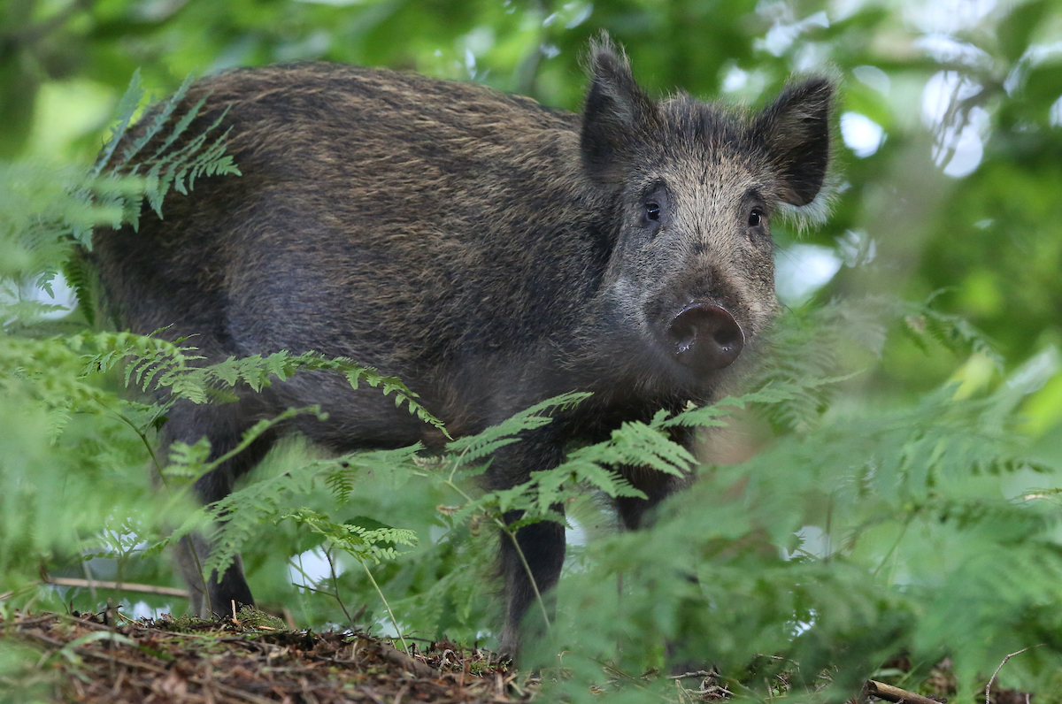 feral pigs