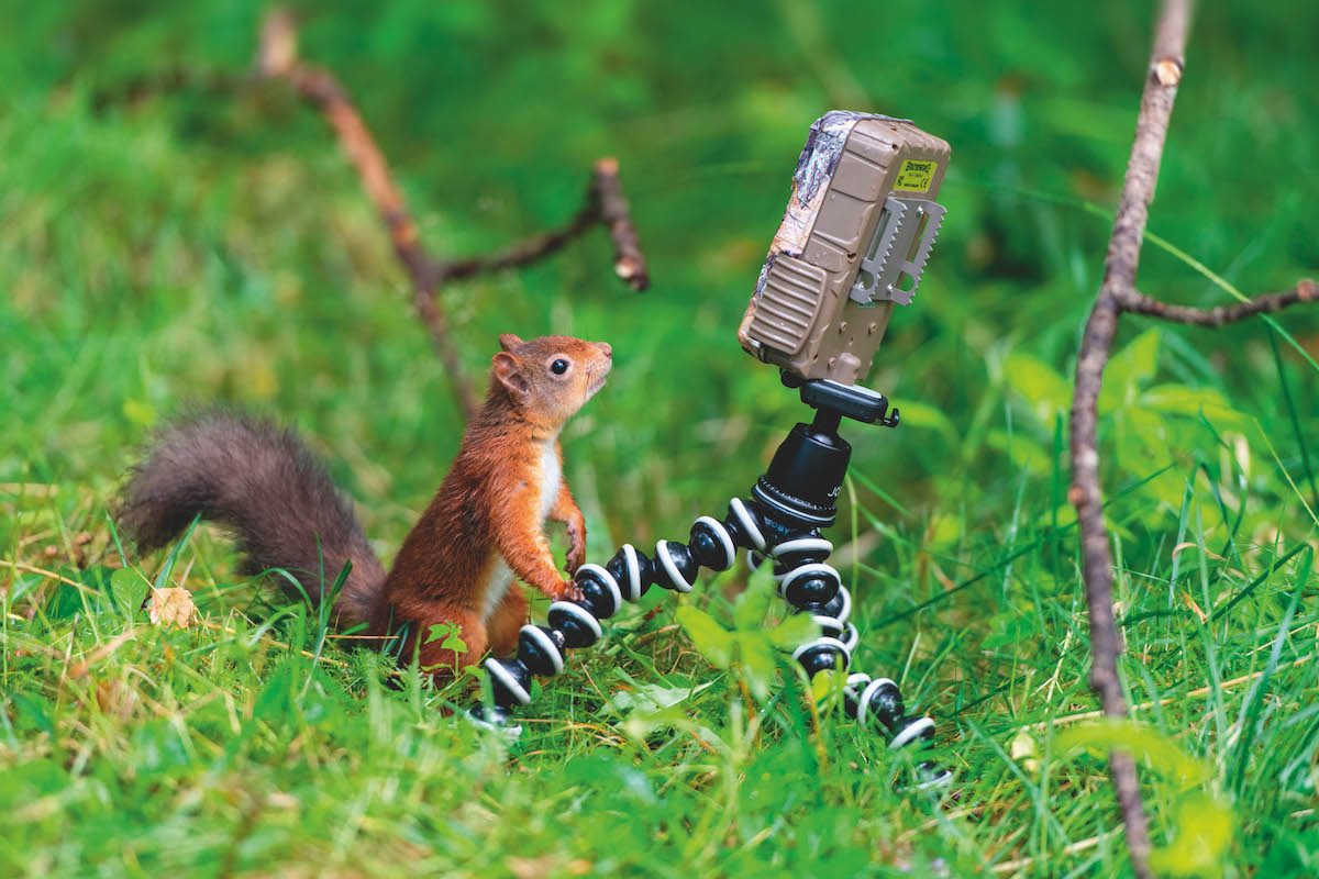 squirrel looking at trail camera