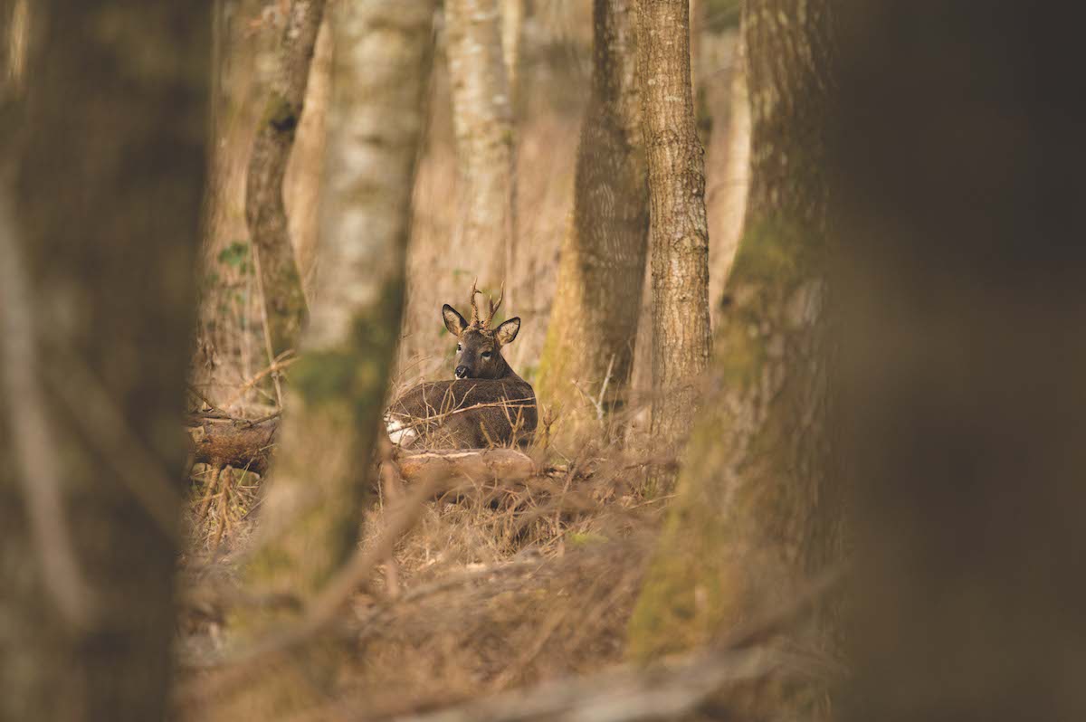 roe deer buck