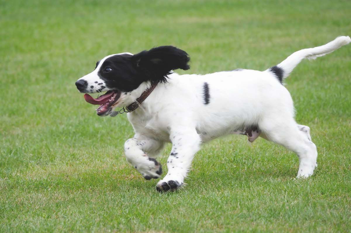 Sprocker puppy