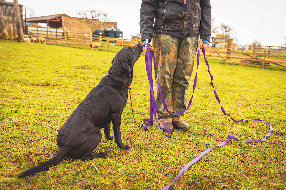 dog on long line lead