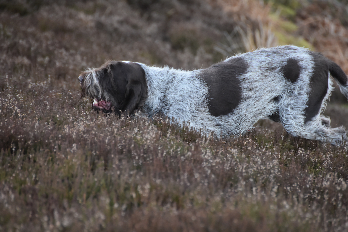 HPR breeds Italian spinone