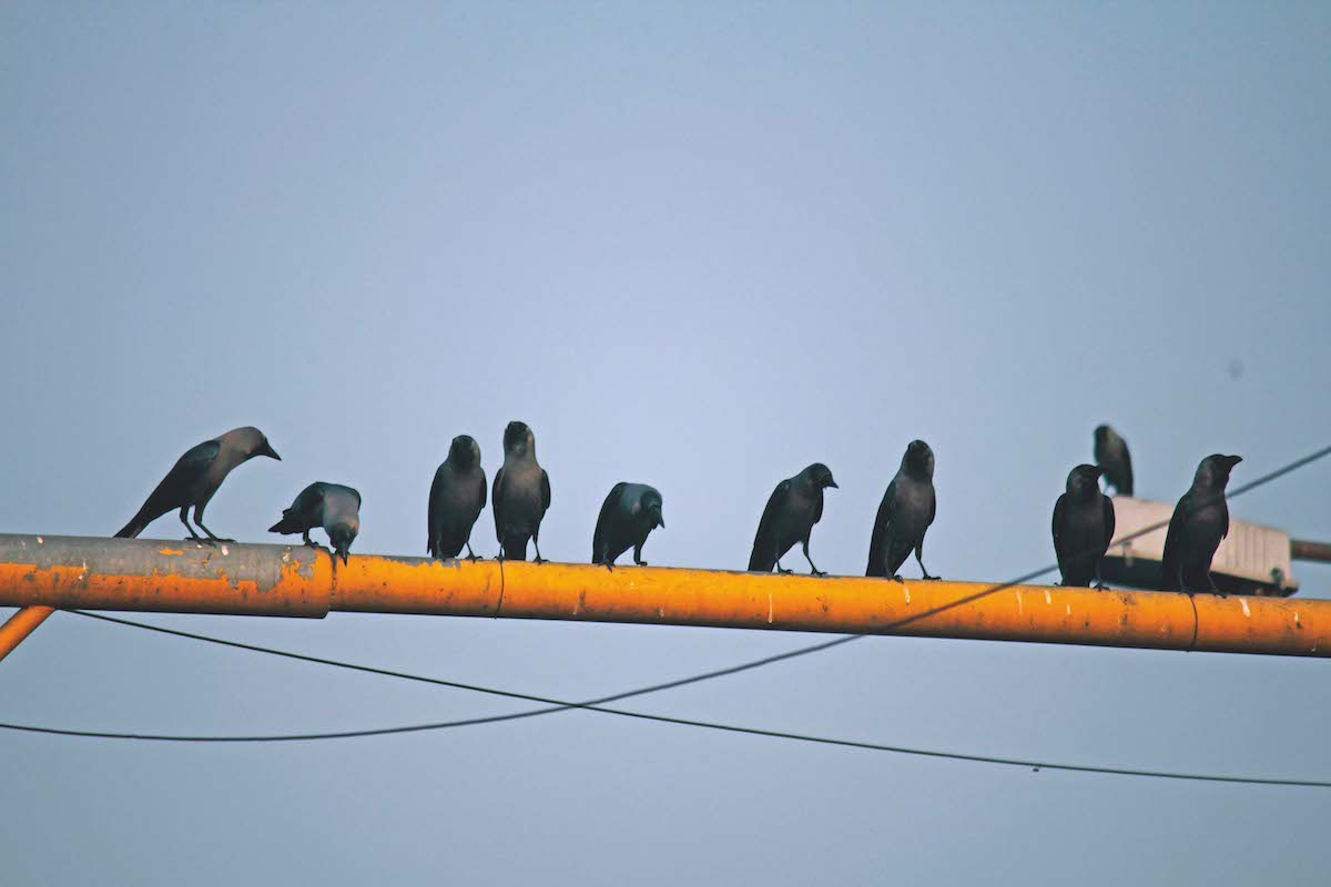 Indian House Crow