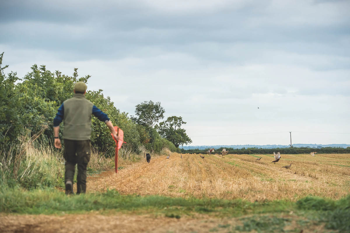 keeping pheasants close to home