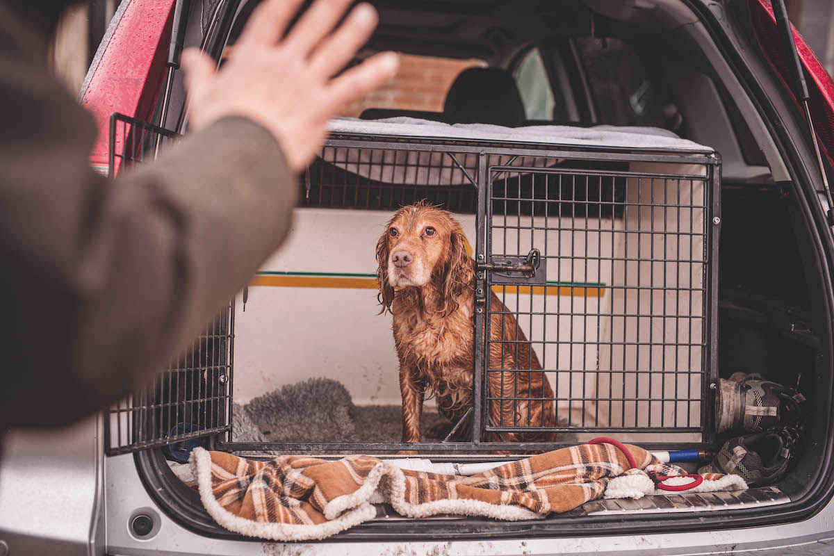 Spaniel in crate