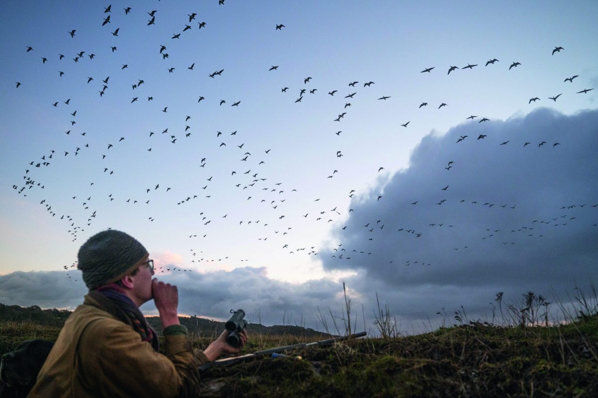 geese flying