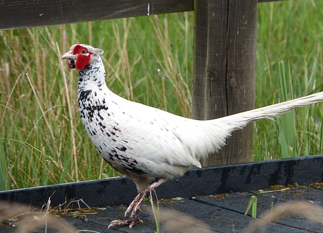 white pheasant