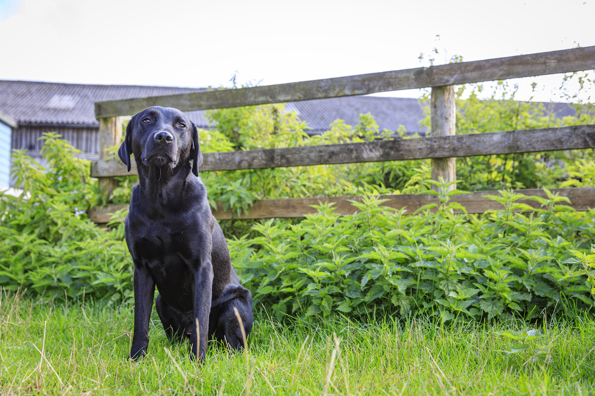 stinging nettles hurt dogs