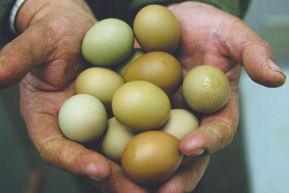 pheasant eggs