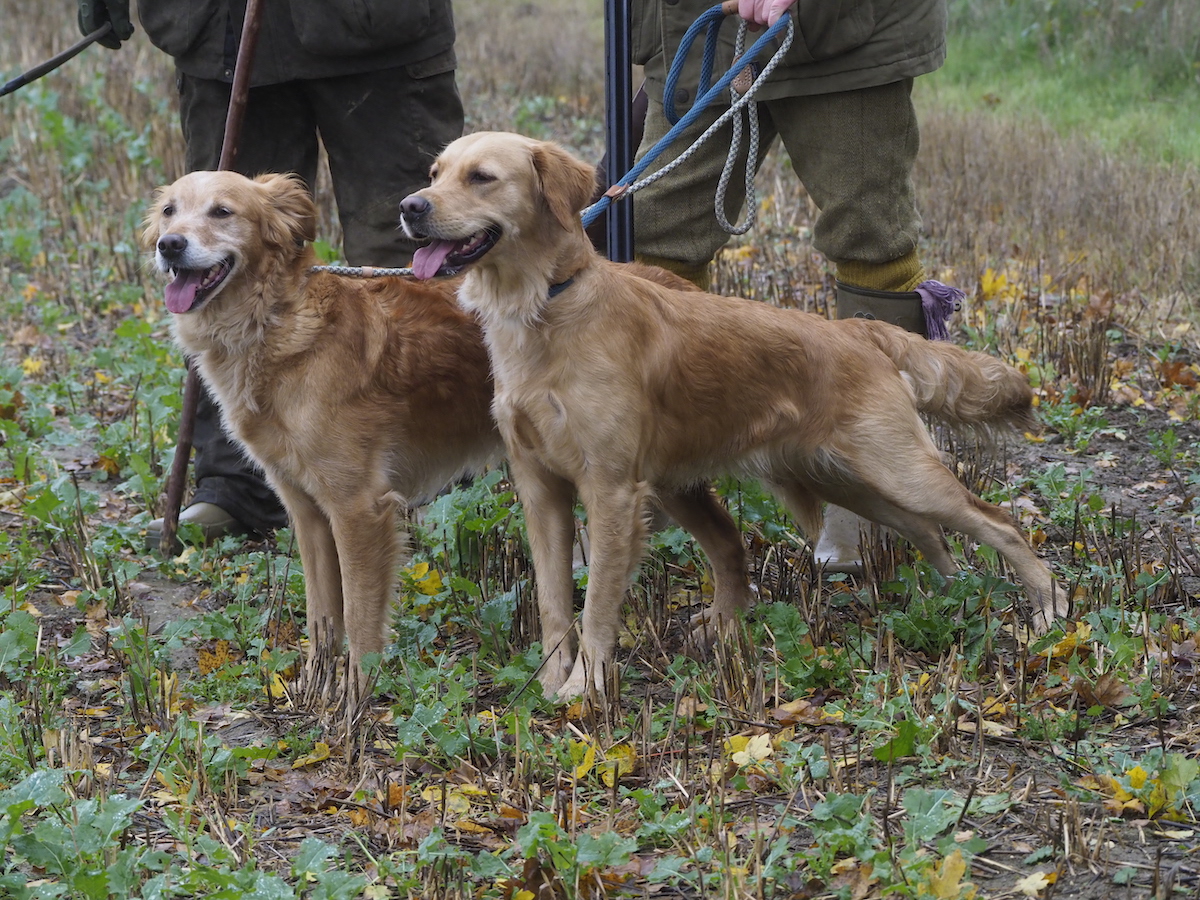 Kennel Club DNA testing