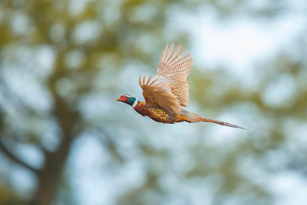 flying pheasant