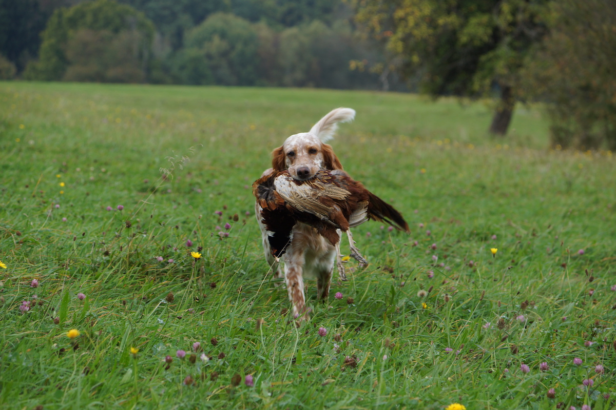 English setter