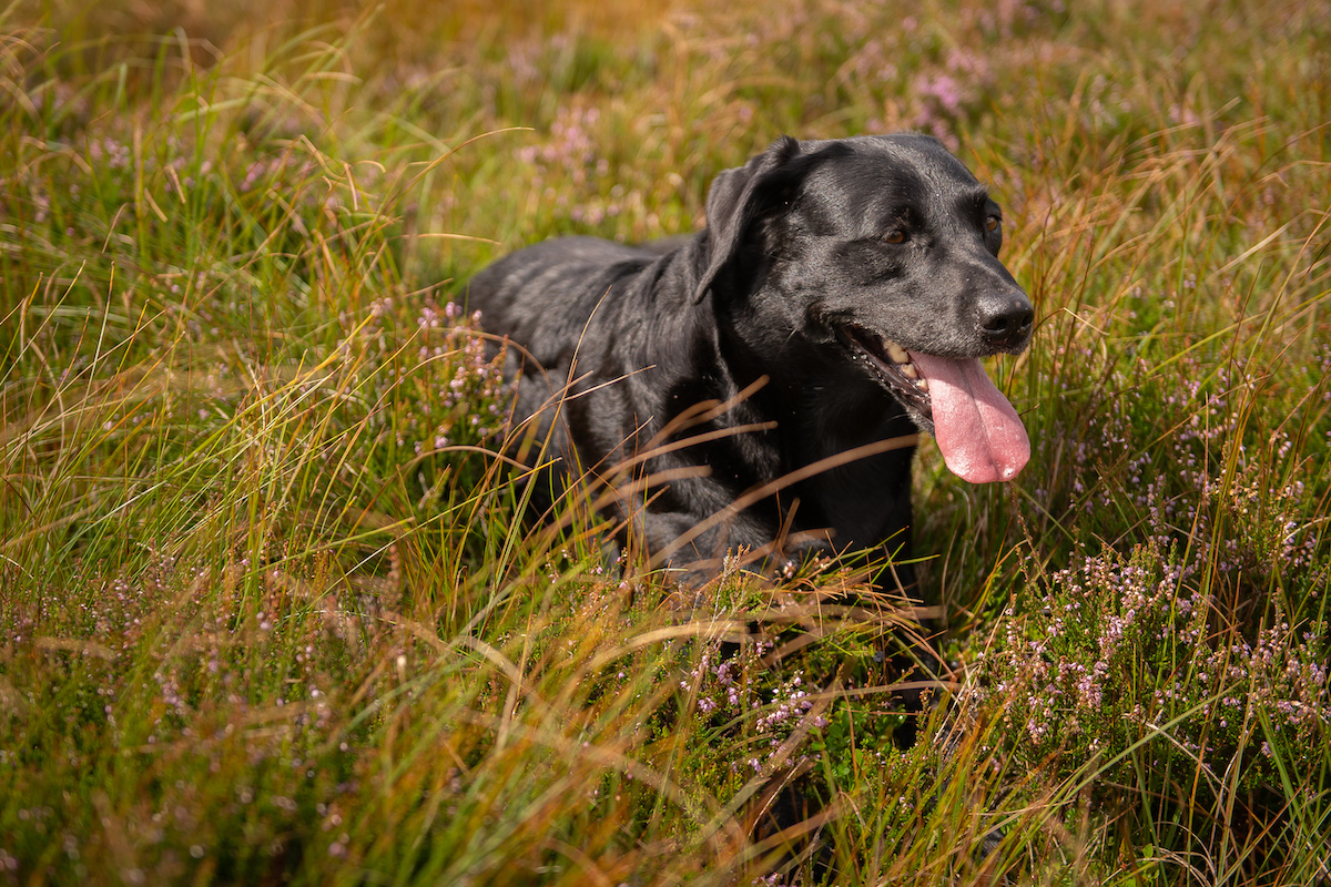 Bad breath in dogs