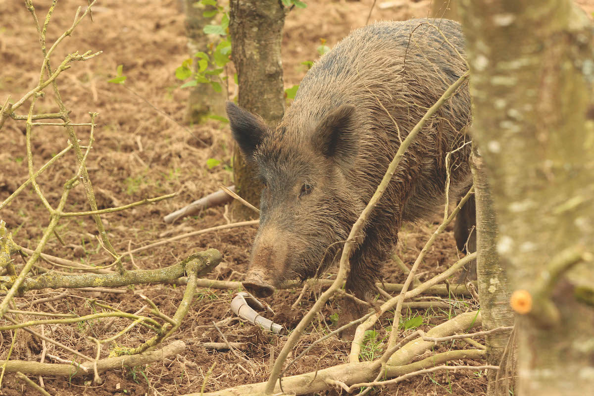 wild boar