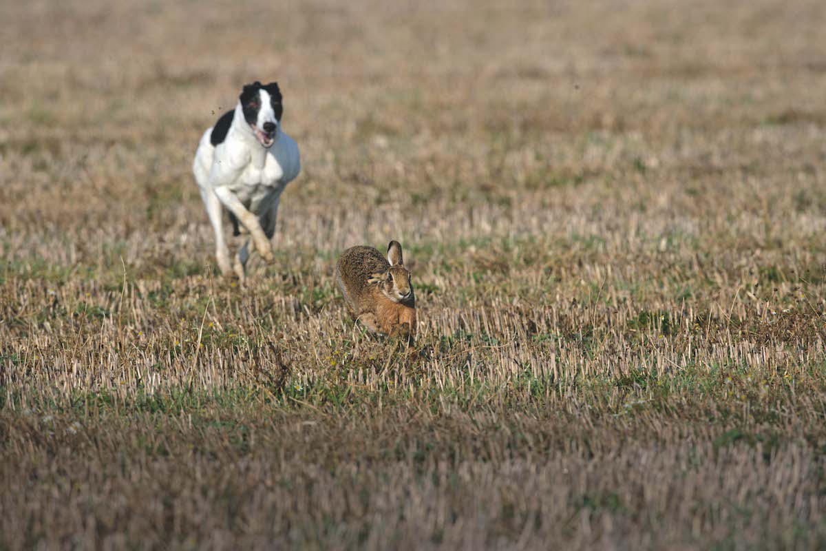 hare coursing