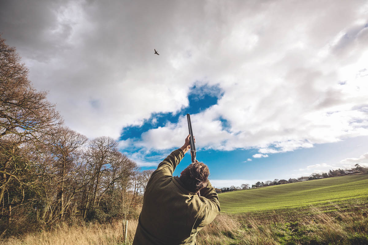 pricking birds