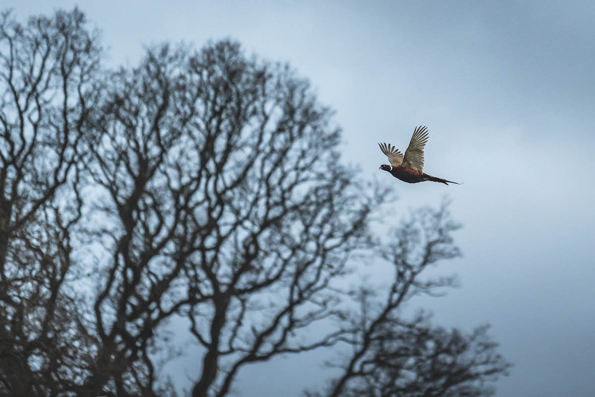 pheasant shooting