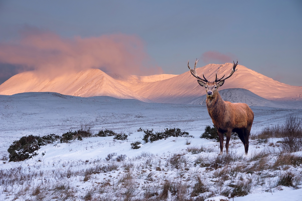 deer in snow