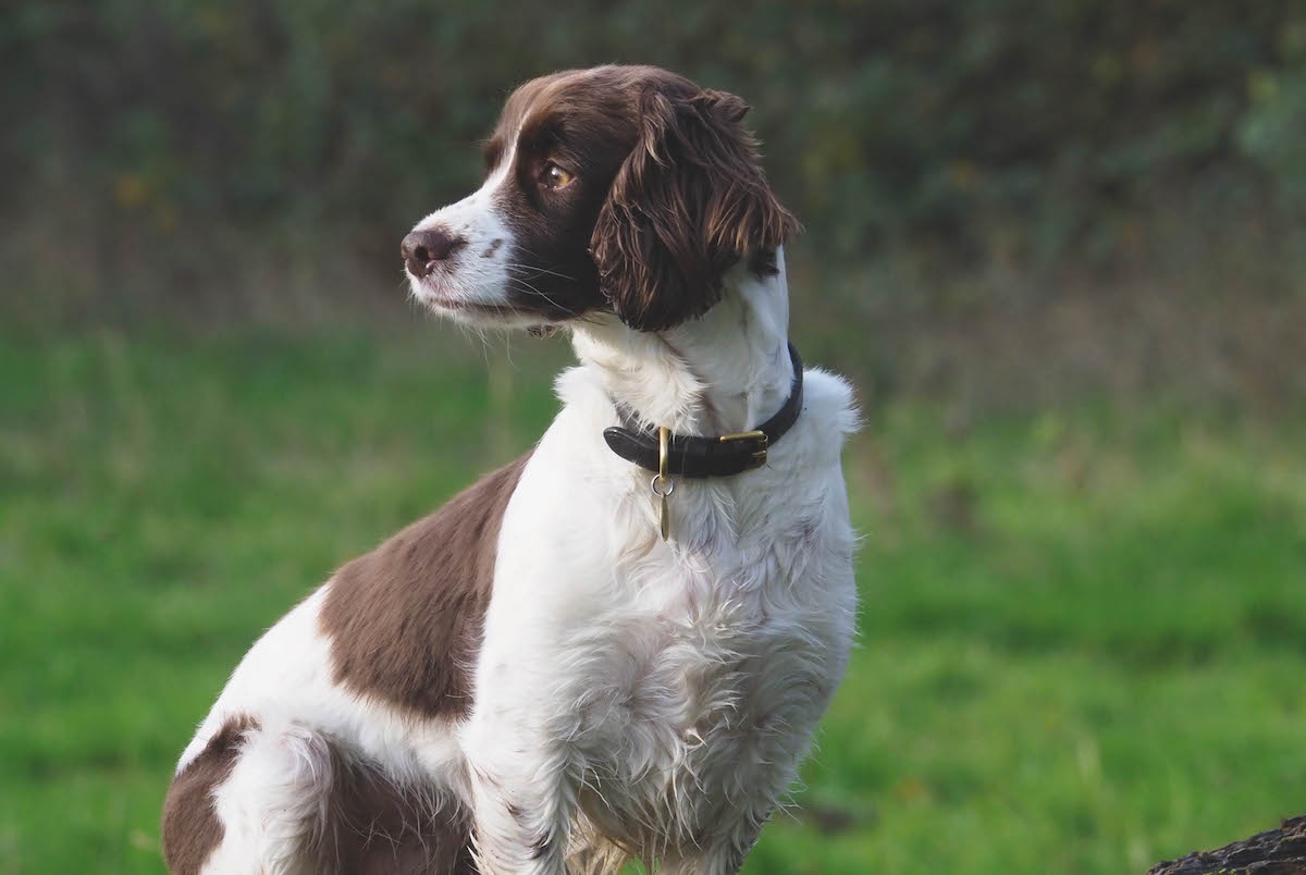 sprocker