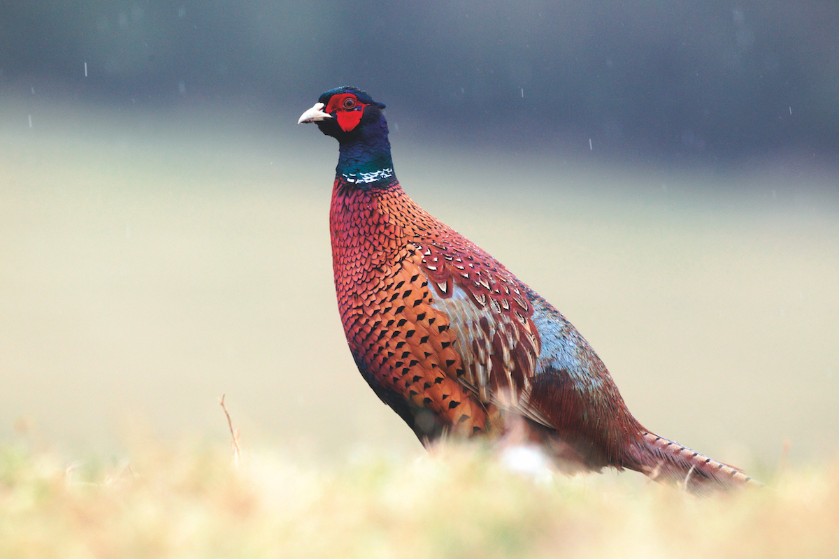 Male Pheasant