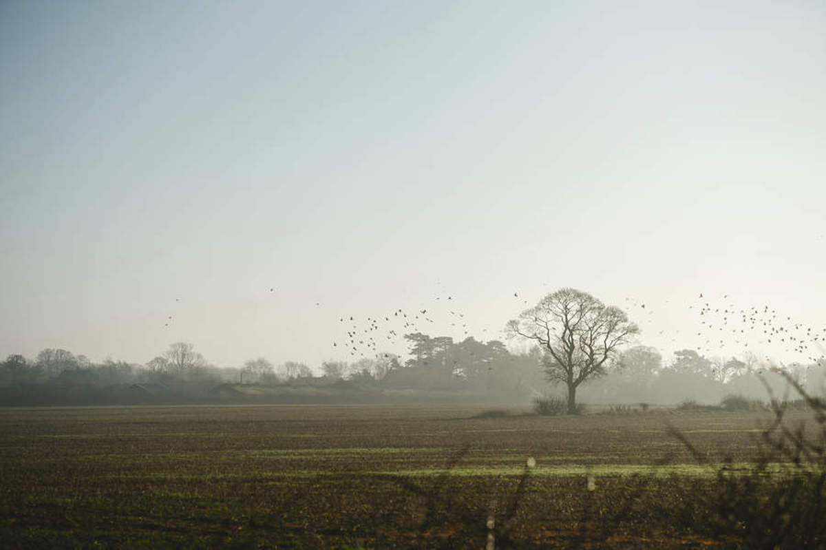 winter pigeon shooting