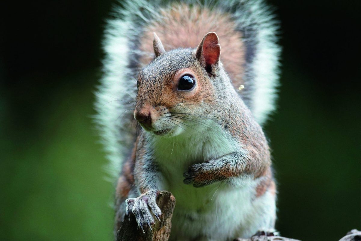 grey squirrel