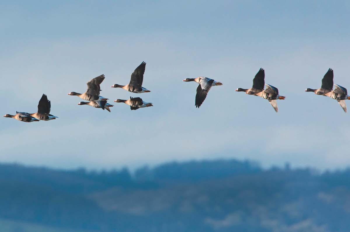 Greater white-fronted geese