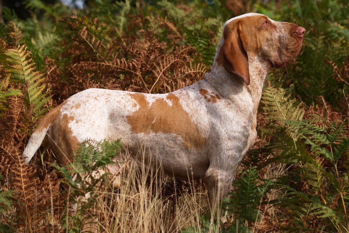 bracco italiano