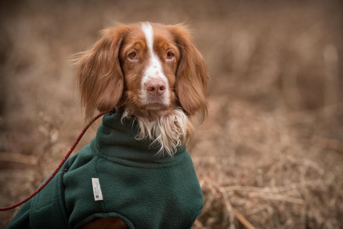 cocker spaniel coats