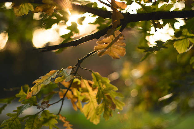 oak tree