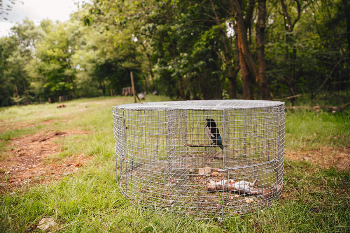 Call bird magpie in larsen trap