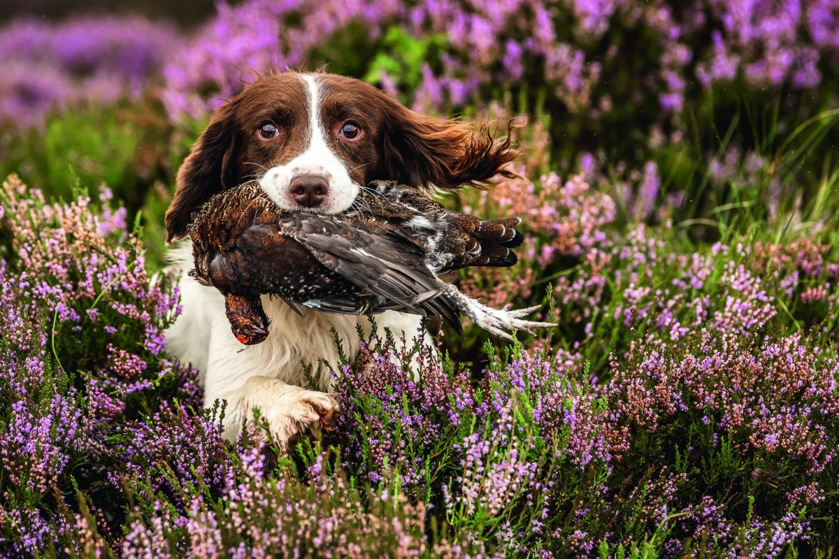 gundog breeds