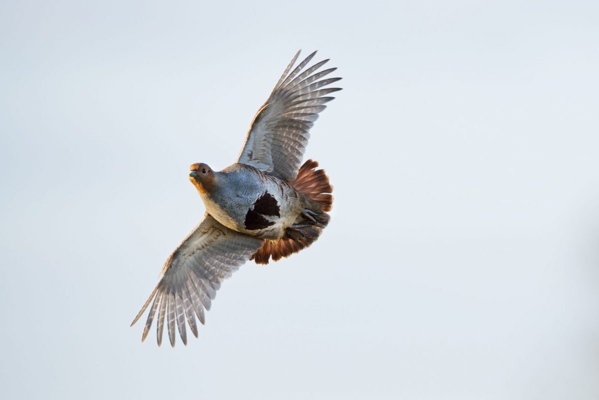 partridges