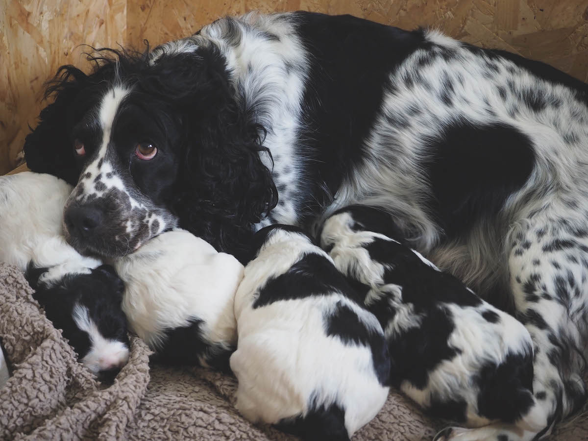 spaniel puppies