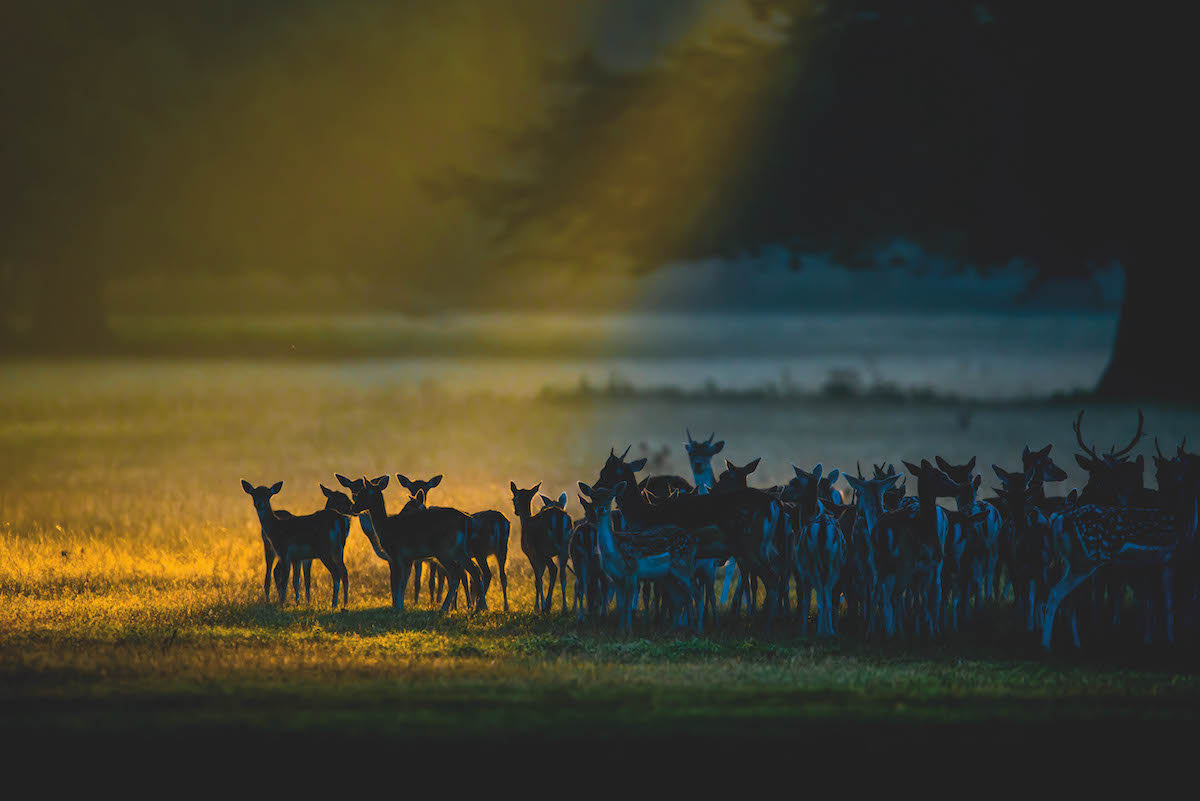 Fallow deer