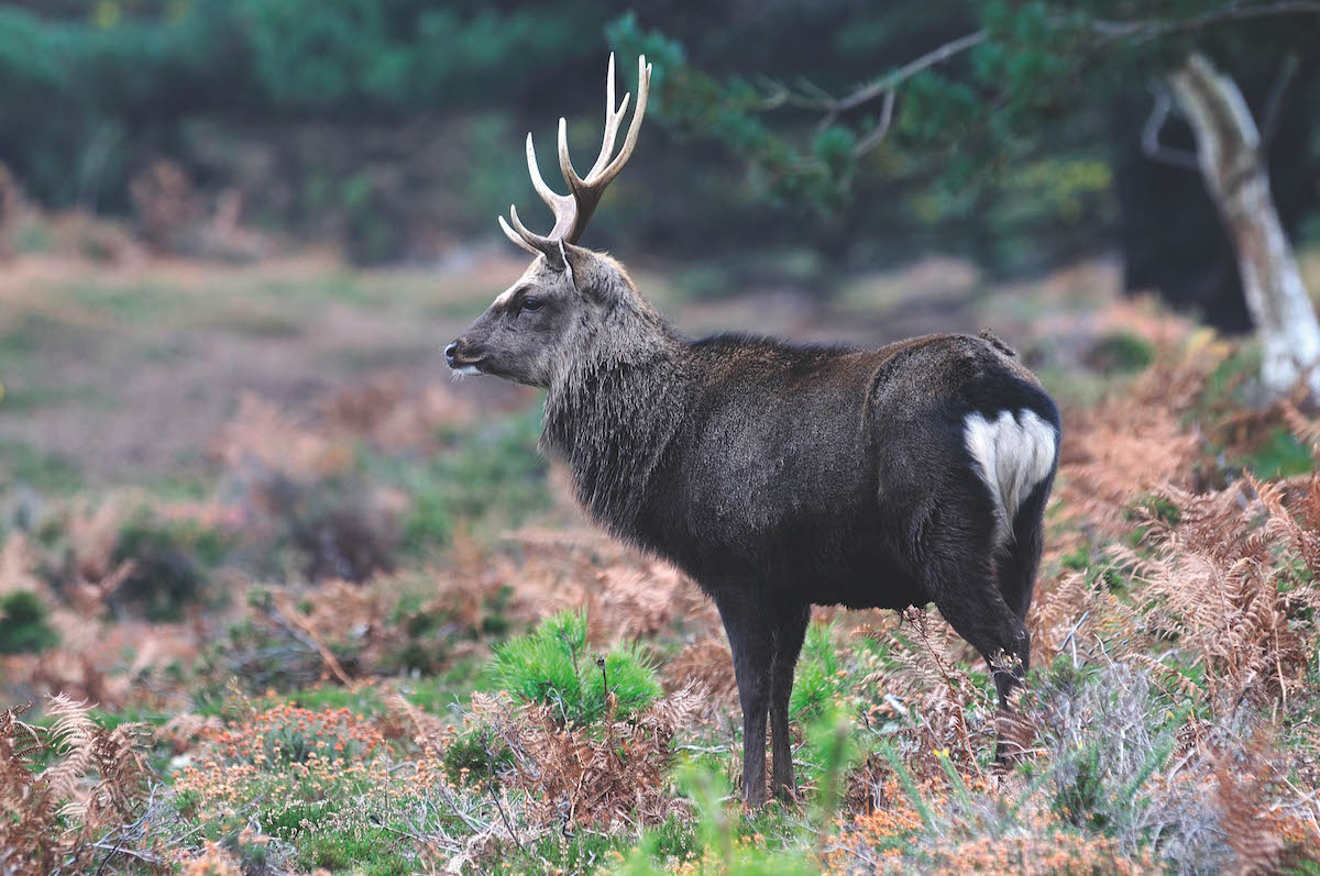 Sika stag