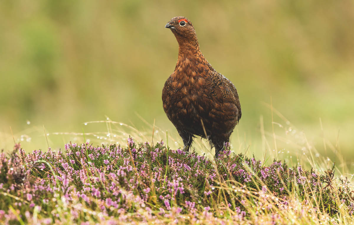 red grouse