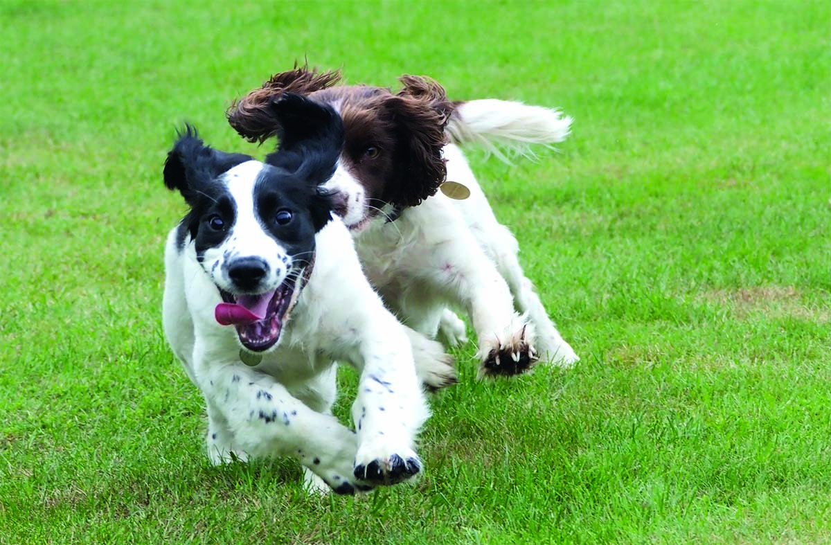 working dog puppies