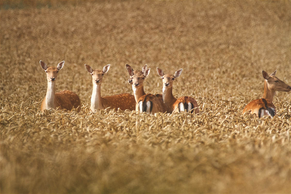 Female fallow deer