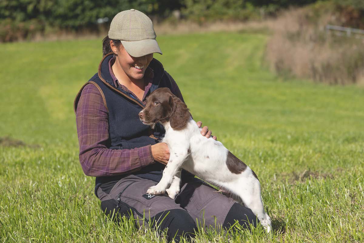 New gundog puppy