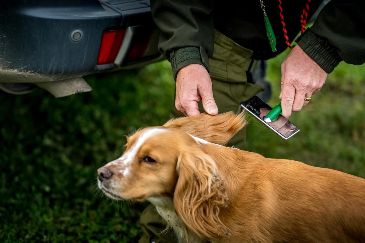 Cleaning a dog's ears with a brush