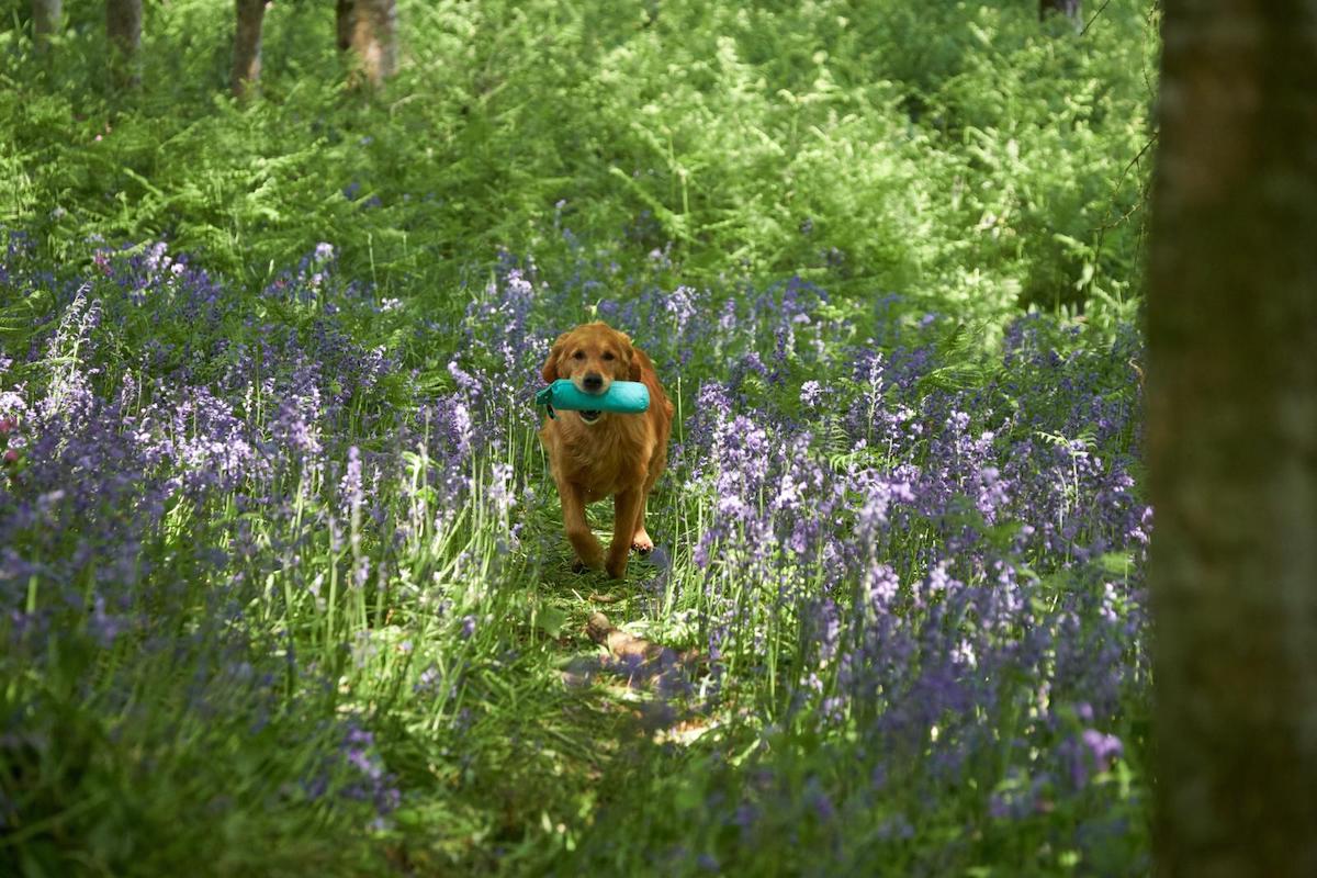 Training a golden retriever