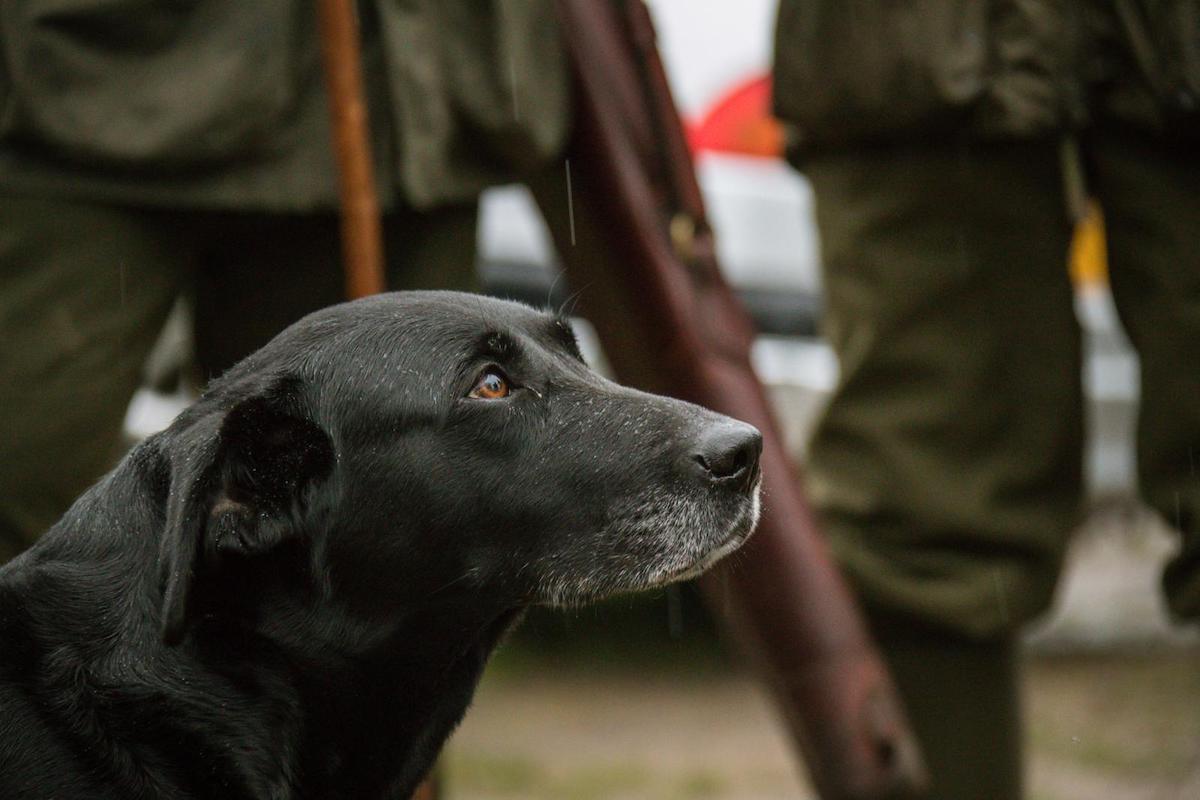 old labrador