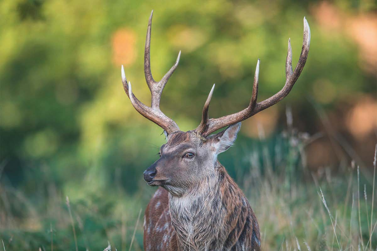 Sika stag