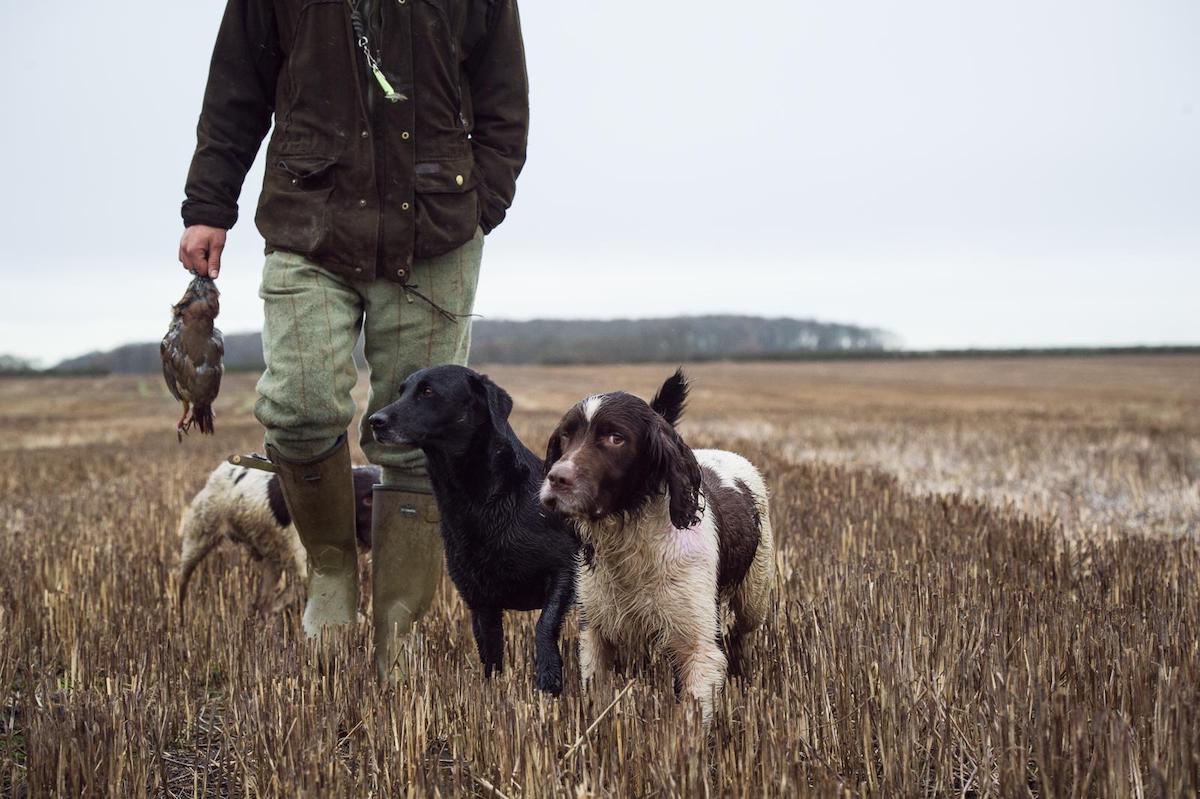 spaniels and a labrador