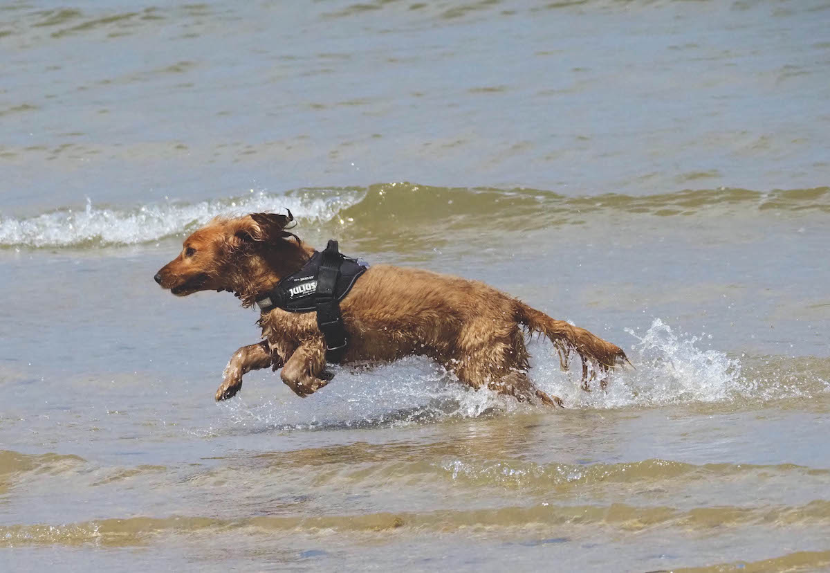 dog harnesses