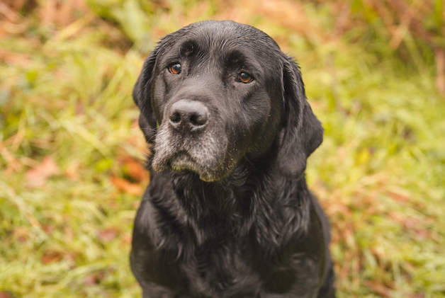 old black labrador