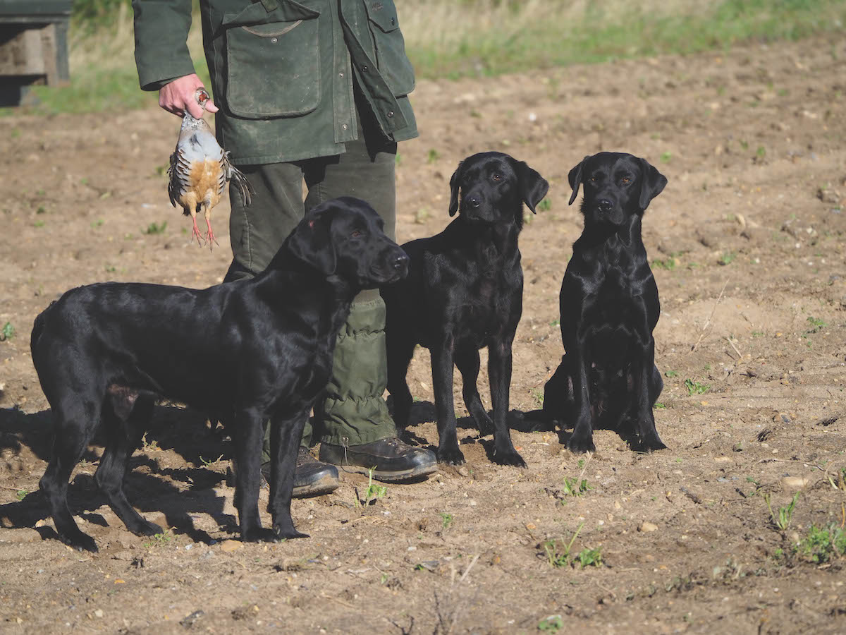 Gundog names