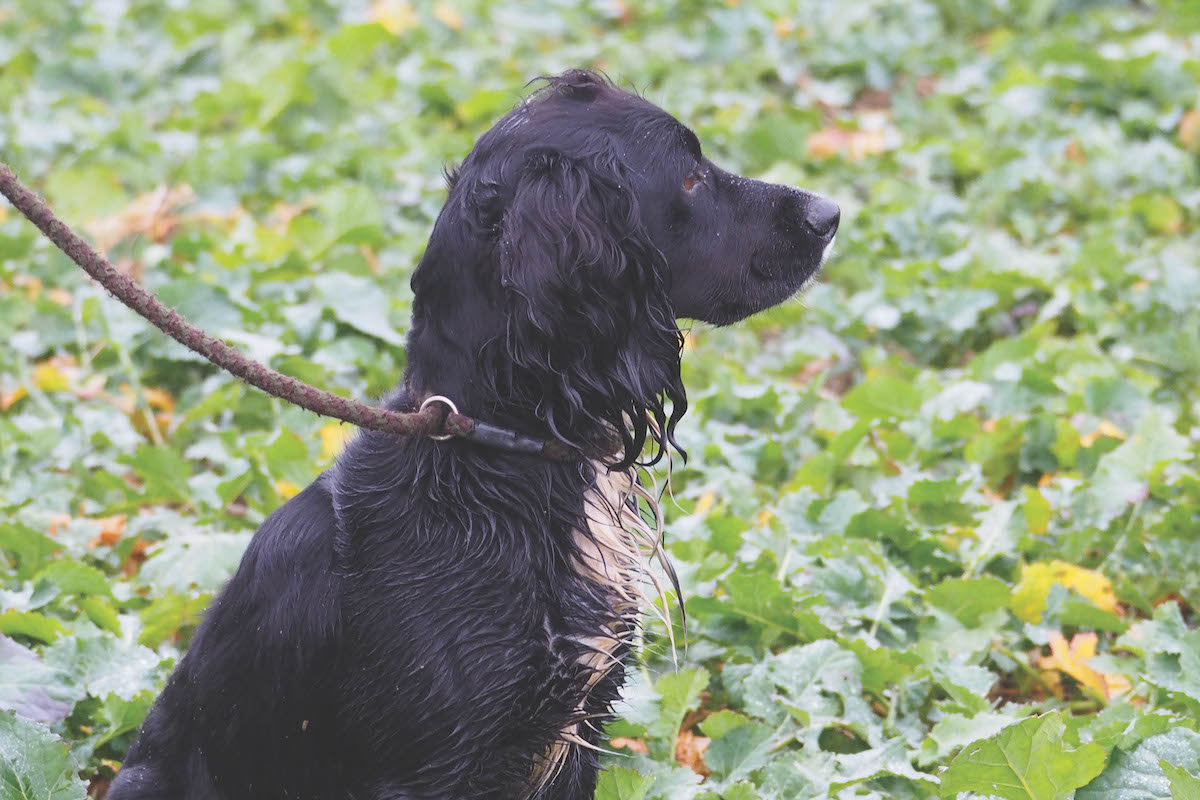 black working cocker spaniel